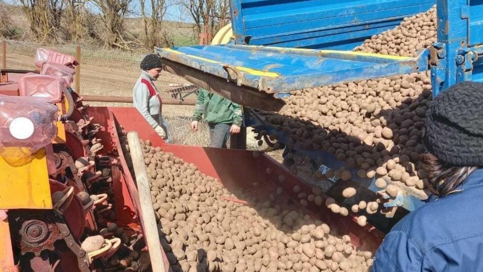 На Ставрополье овощными культурами засеют около 11 тысяч гектаров