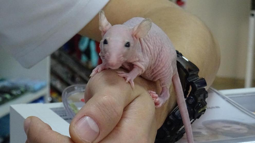 Крыса, которая любит бананы: взгляд со Ставрополья