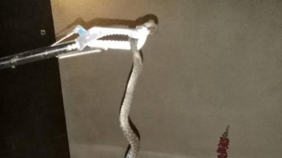 Крупную змею отловили спасатели в Георгиевске