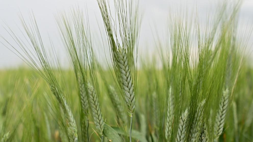 На Ставрополье началось цветение озимой пшеницы