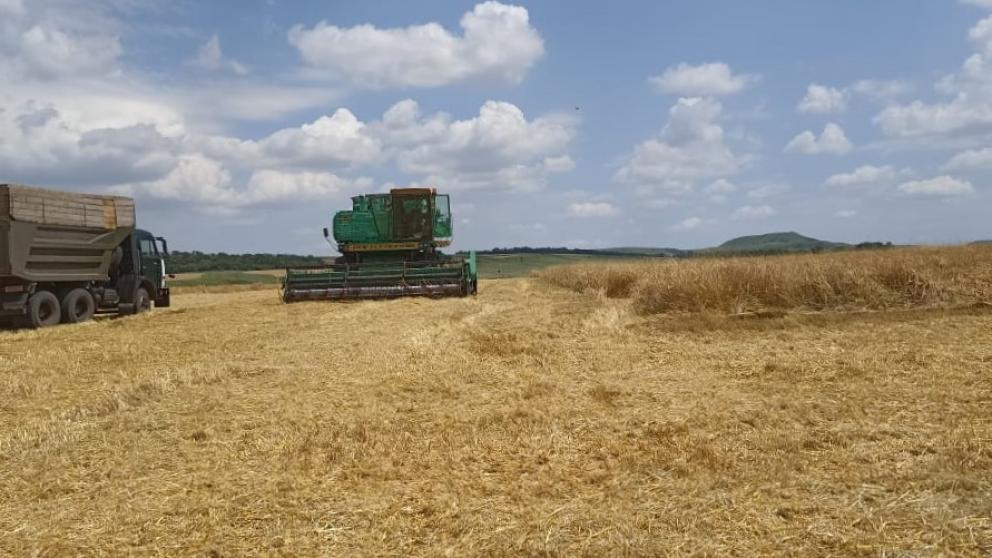 В Шпаковском округе набирает темпы уборка зерновых и зернобобовых