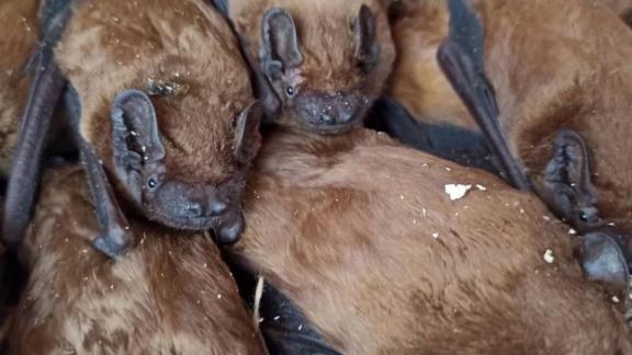 На Ставрополье из-под балкона вытащили 50 летучих мышей