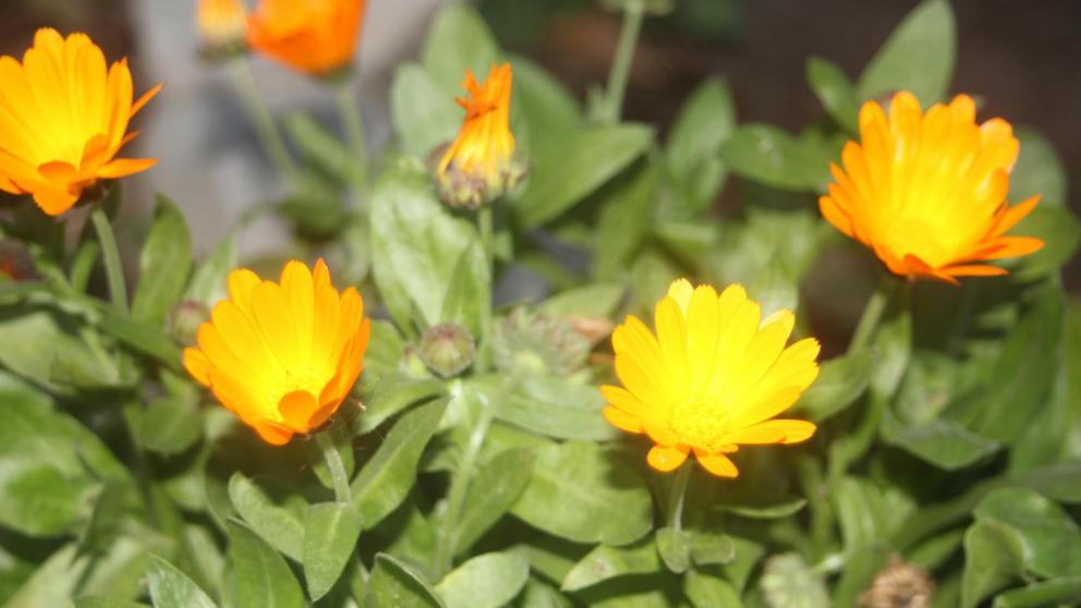 В Невинномысске в канун зимы зацвели одуванчики