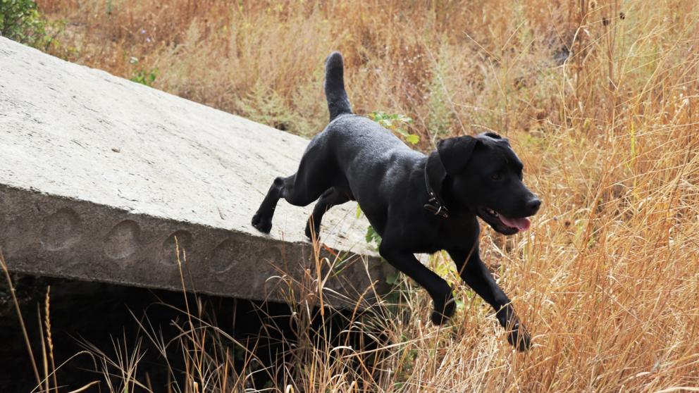 Ставропольские спасатели подготовили служебных собак к поисковым операциям