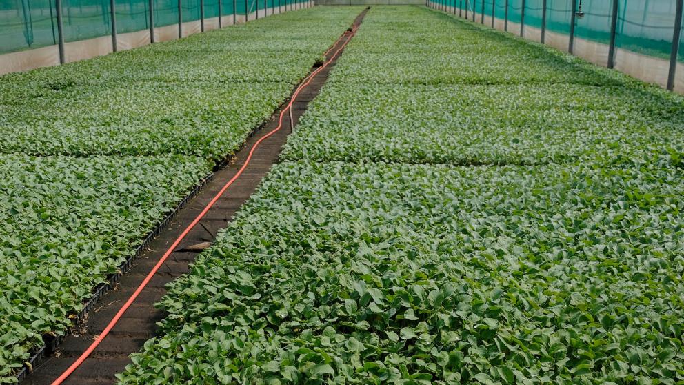 В Шпаковском округе выращивают брокколи