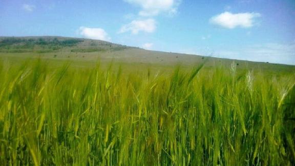 На Ставрополье началось колошение озимого ячменя