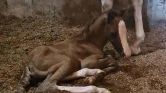 Жителям Железноводска предлагают выбрать имя для жеребёнка