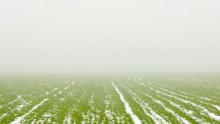 На Ставрополье проведено исследование состояния озимых