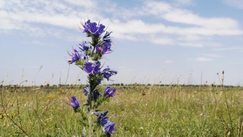 Ставропольцев предостерегают от сбора лекарственных растений в природоохранных зонах