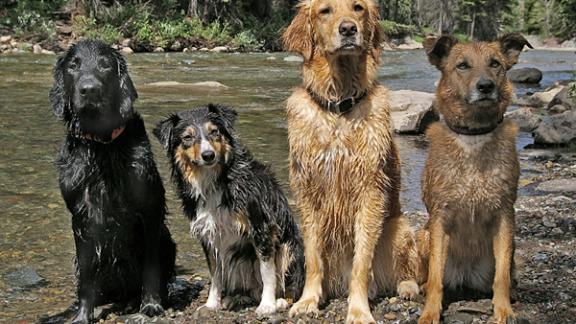 Из квартиры жительницы Кисловодска приставы выселили 59 собак