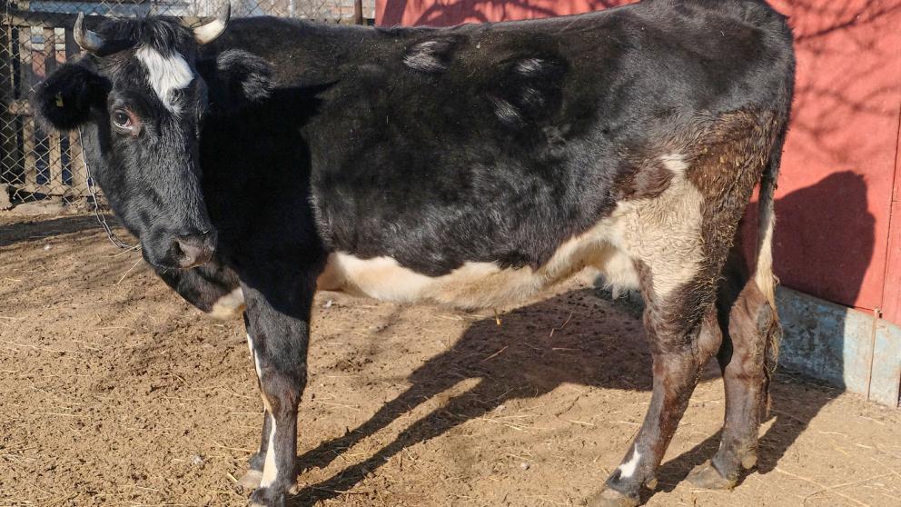 В 2023 году производство молока на Ставрополье увеличилось на 5,2 процента