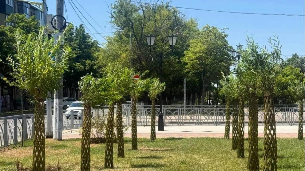 В Невинномысске высадили 98 «русских пальм»