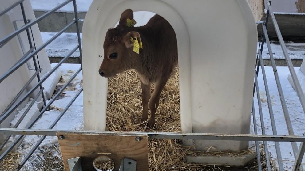 Аграрии Ставрополья продают коров джерсейской породы