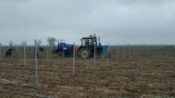 Аграрии Ставрополья приступили к обрезке винограда