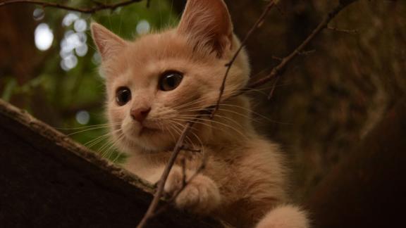 Как кот Рыжик рыбу спасал