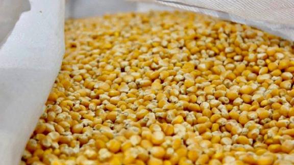 На Ставрополье началась высадка кукурузы