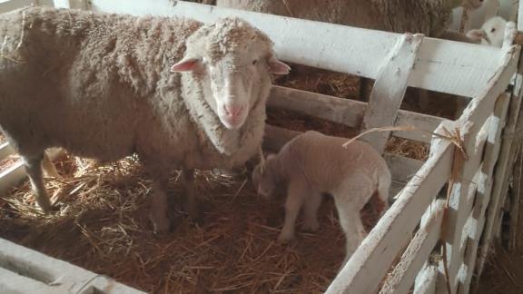 Более 8,5 тысячи ягнят ожидают в Ипатовском округе в текущую окотную кампанию