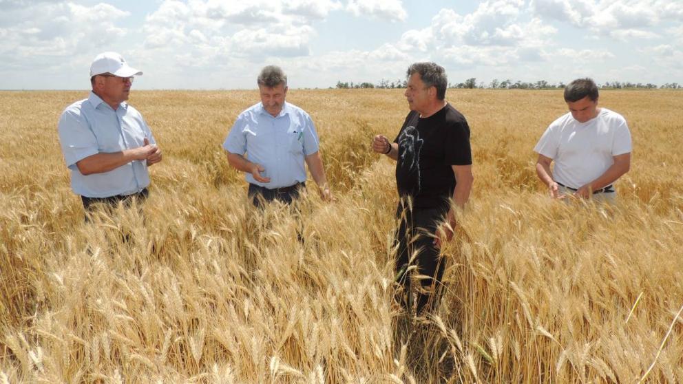 В Новоселицком округе Ставрополья стартовала жатва хлебов