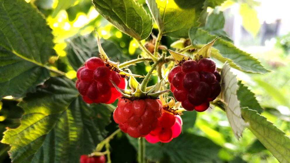 Подписано соглашение о создании в Кочубеевском округе Ставрополья мультиягодного кластера