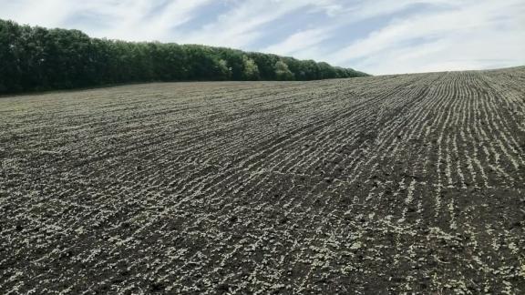 В Предгорном округе ожидают хороший урожай гречихи