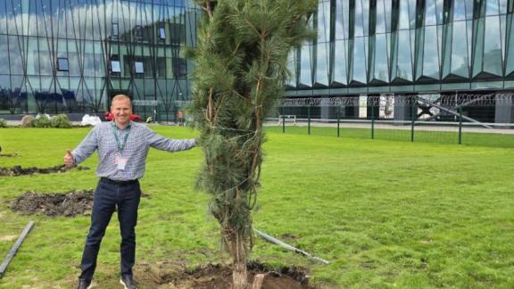 В Минеральных Водах перед новым аэровокзалом высадили крымские сосны