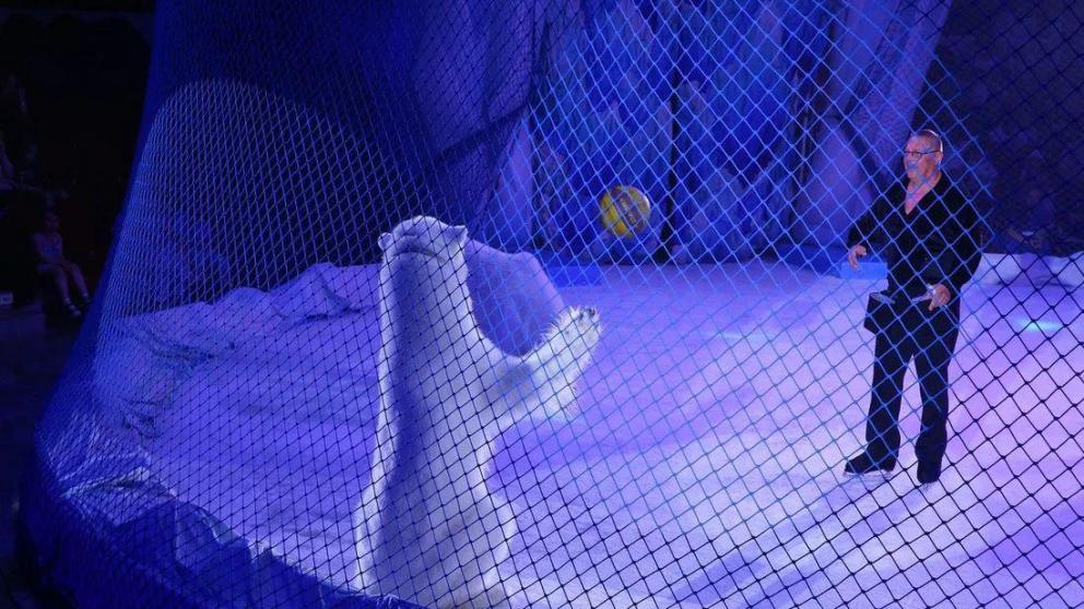 Белых медведей можно увидеть в цирке Кисловодска