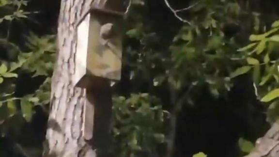 В Железноводске совёнок открыл Школьный сквер