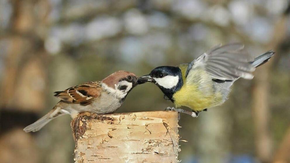 Как сделать так, чтобы во дворы вернулись птицы