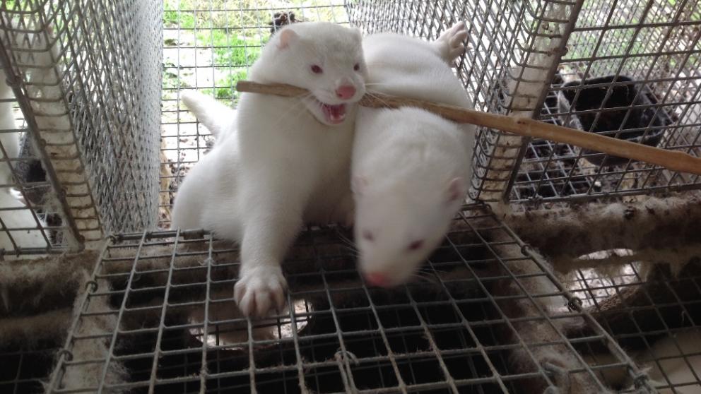 На звероферме в посёлке Пелагиада на Ставрополье родятся первые щенки норок