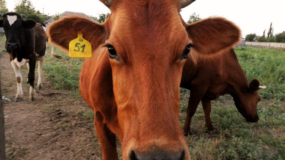 На Ставрополье благодаря грантовой поддержке развивается молочное животноводство