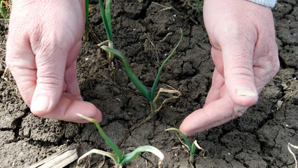 Аграрии Ставрополья достигли экватора по посеву овощей