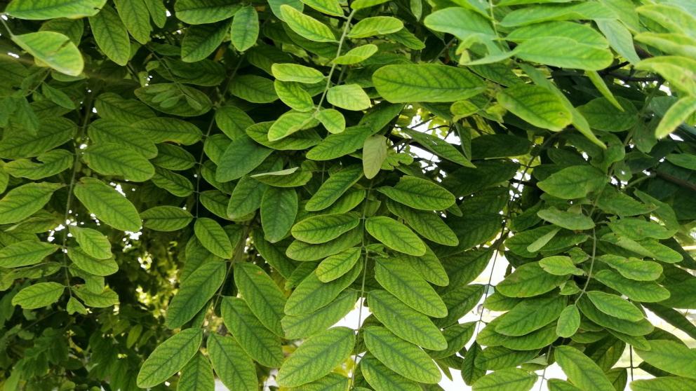 В Кисловодске все деревья поставят на учёт