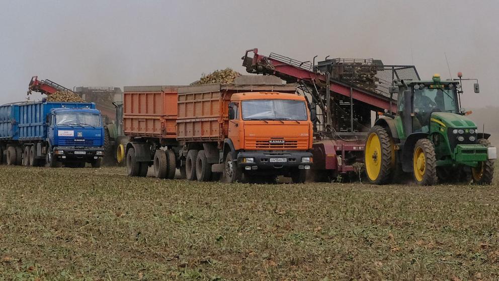 Производство сахара на Ставрополье может вырасти почти на треть