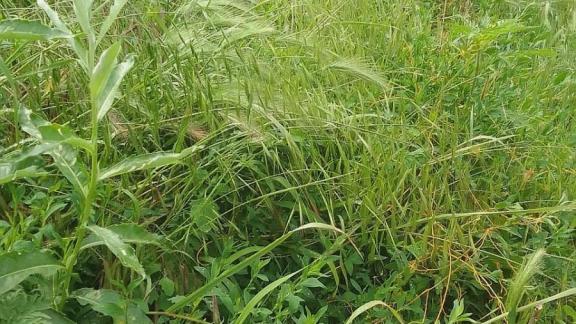 Жителям Невинномысска напомнили о необходимости регулярного покоса травы