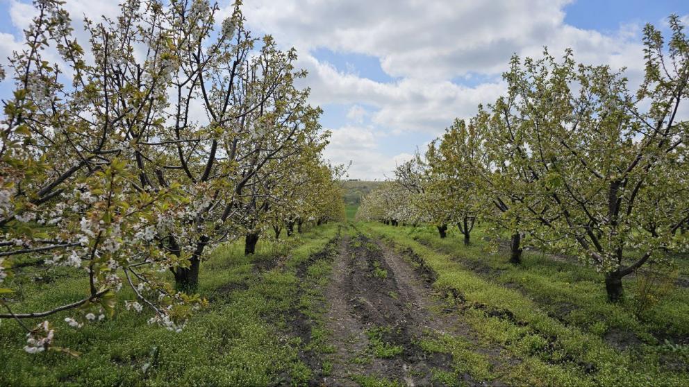 В Предгорном округе Ставрополья град навредил сельхозугодиям