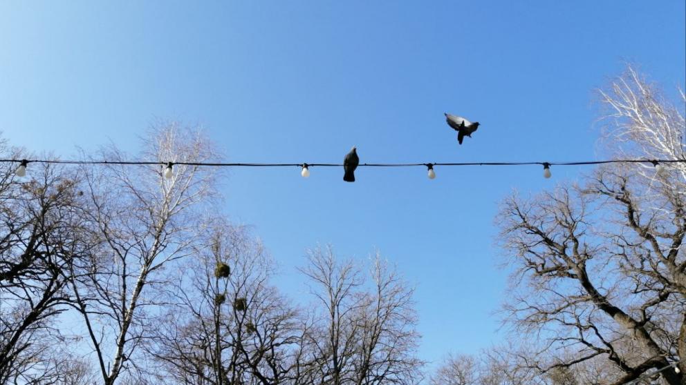 Сильный ветер прогнозируют в Ставропольском крае в ближайшее время