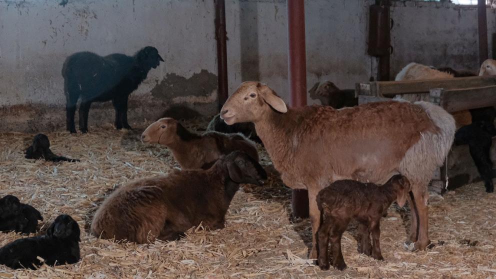 На Ставрополье в 2021 году родилось 24 тысячи ягнят