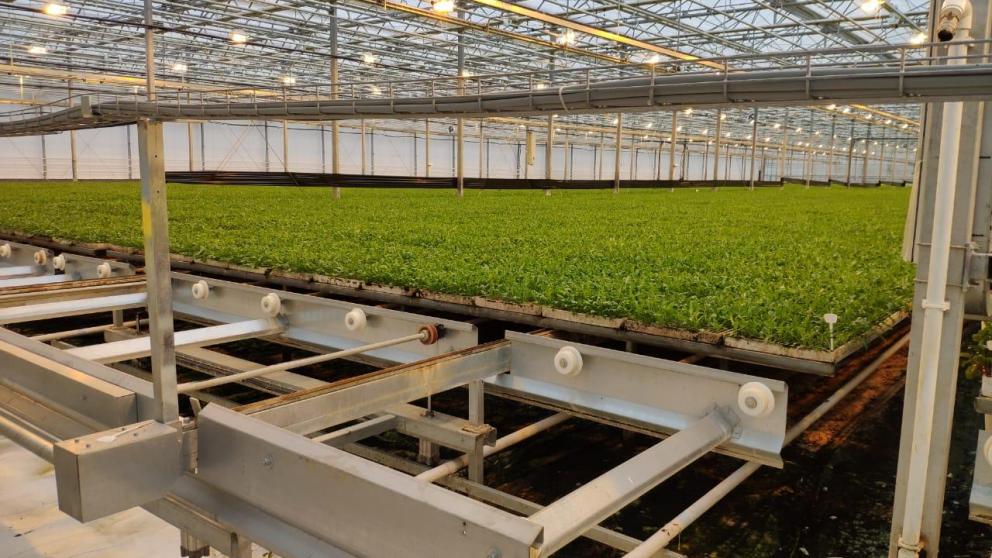 Ставропольский тепличный комплекс занялся непрерывным производством овощей