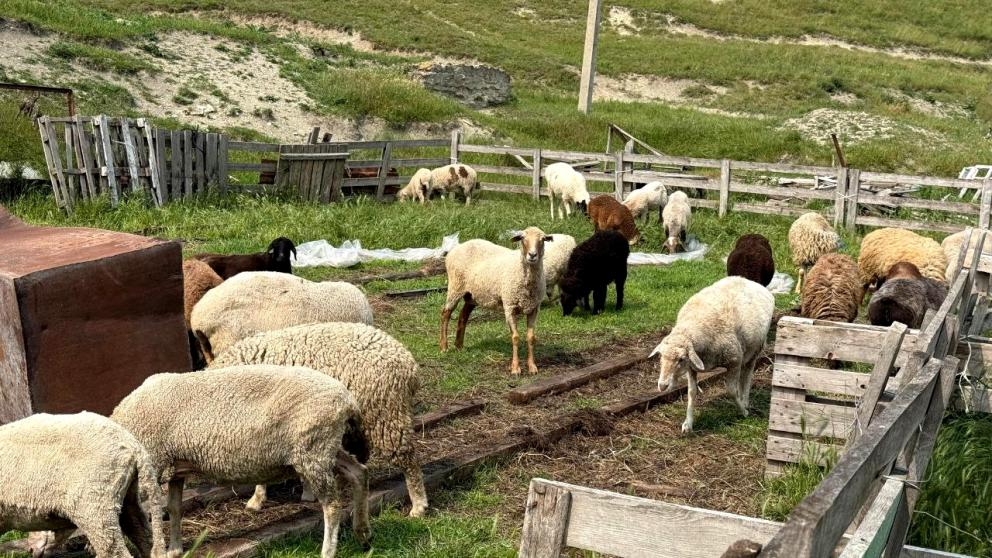 Предгорный округ привлекает путешественников фотосессией с барашками