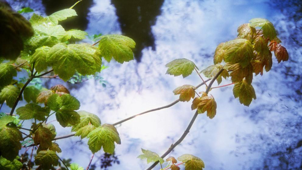Начало недели на Ставрополье будет прохладным