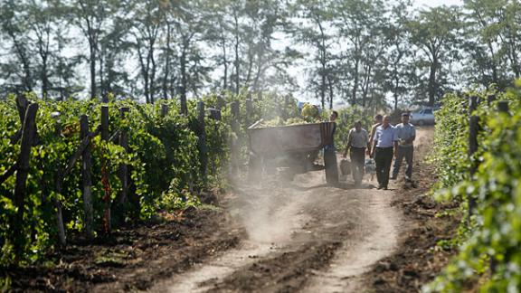 Виноградники Ставрополья получат «паспорта»