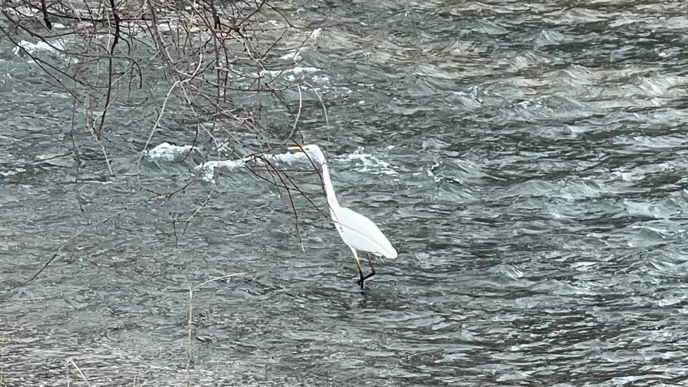 Цаплю сняли на видео у парка «Водник» в Пятигорске