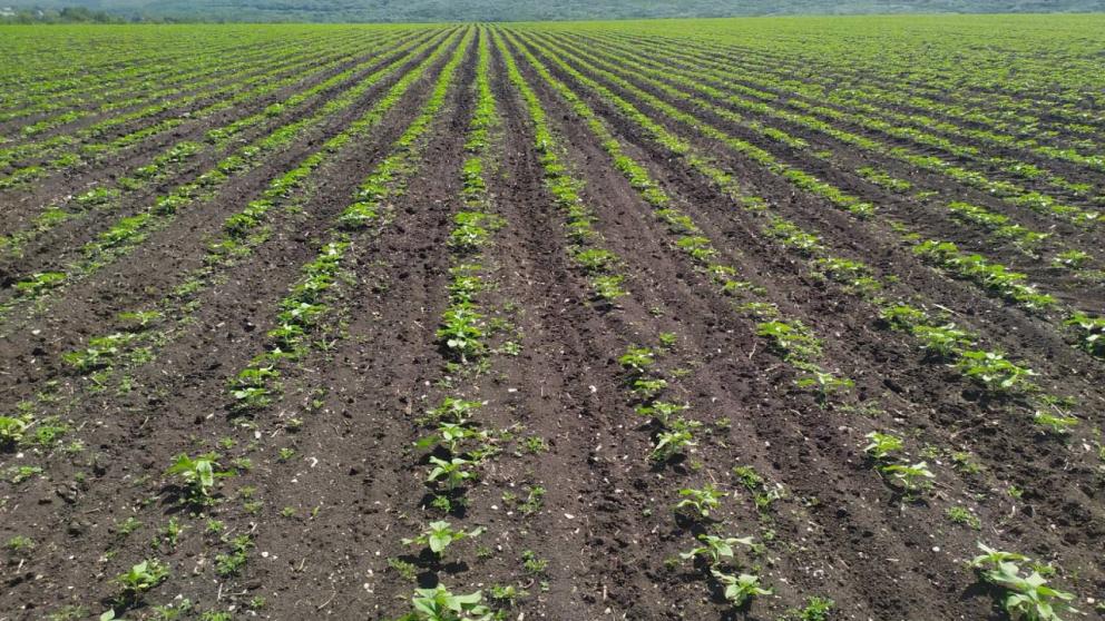 Аграриям Ставрополья с начала года оказали финансовую поддержку на 14,6 млрд рублей