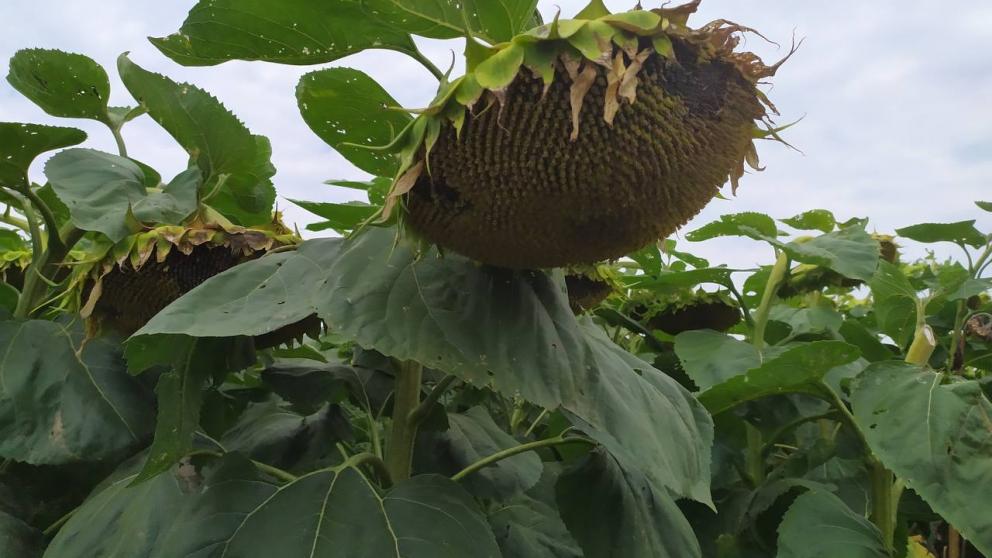 В Предгорном округе Ставрополья идёт уборка подсолнечника