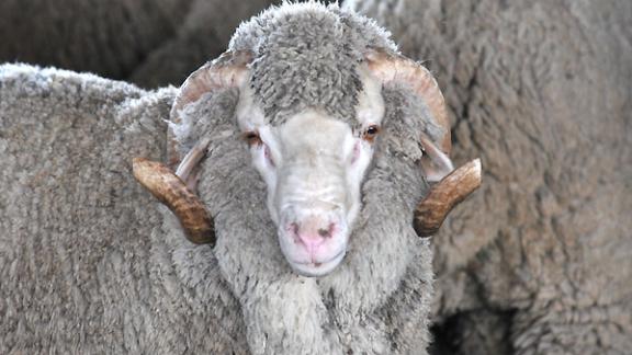 Племенной баран напал на пенсионерку в Шпаковском районе