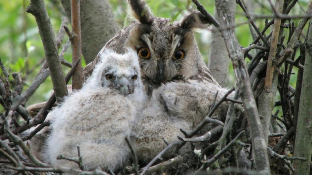 В Грачёвском районе Ставрополья спасли птенцов ушастой совы