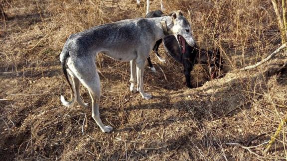 На Ставрополье завершился сезон охоты на несколько видов дичи