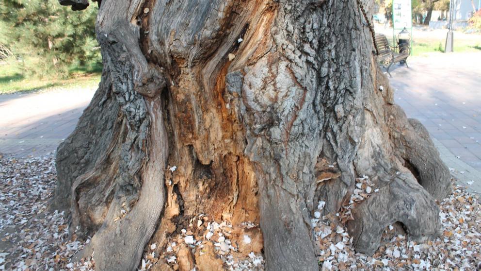 Тополь-достопримечательность в Невинномысске признали аварийным