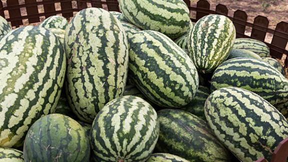 Арбузный фестиваль «Ставропольская бахча» провели в Туркменском районе