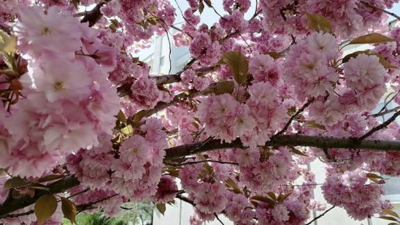 В Ессентуках на майских праздниках зацвела сакура